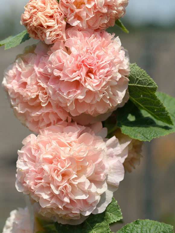 Alcea Chater's Double Apricot - Stockros