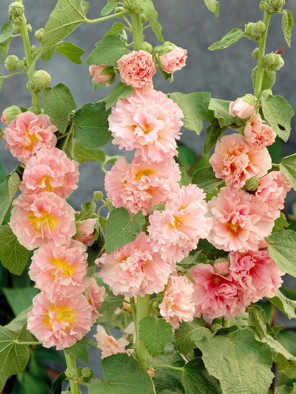 Alcea Chater's Double Apricot Stockros