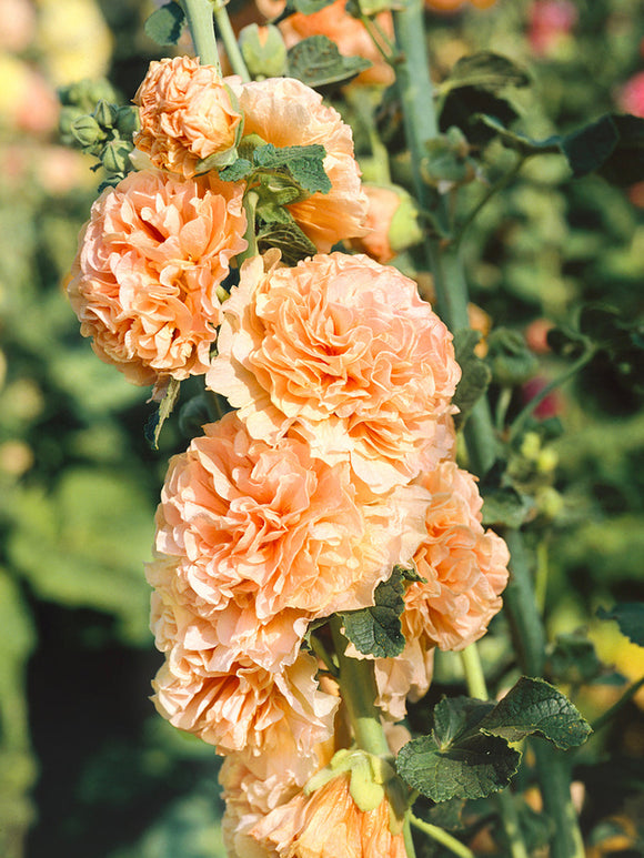 Alcea Chater's Double Apricot Stockros