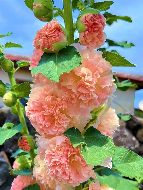 Alcea Chater's Double Apricot (Stockros)