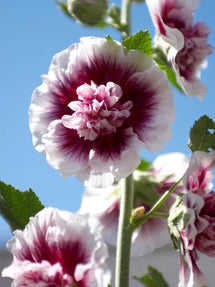 Alcea Creme de Cassis (Stockros)