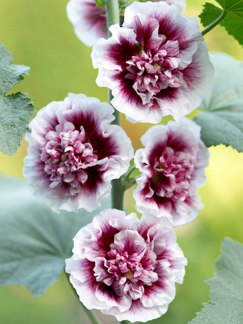 Alcea Creme de Cassis (Hollyhocks) bare root plants