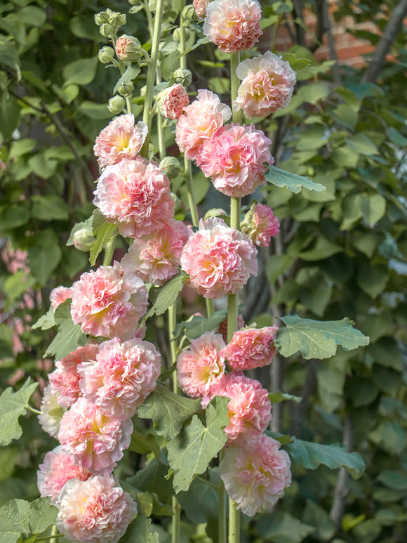 Alcea Majorette Double Pink (Stockros)