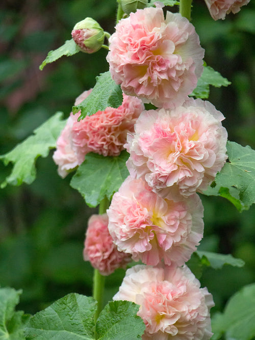 Alcea Majorette Double Pink (Stockros)