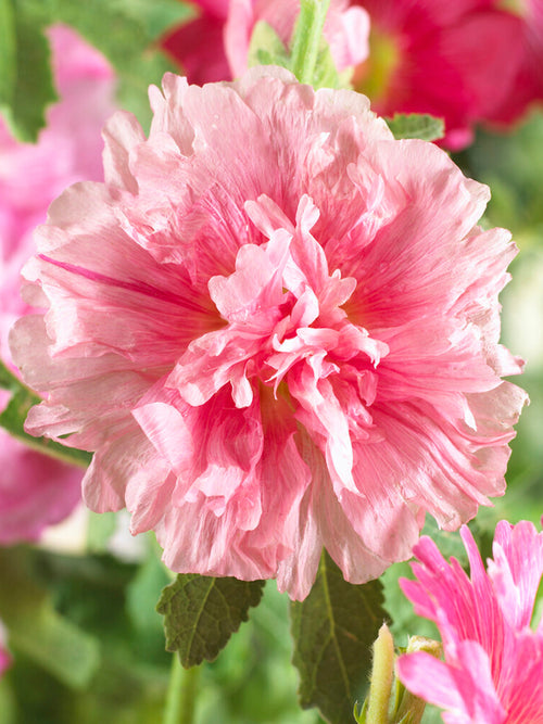 Köp Alcea Majorette Double Pink barrotsplantor