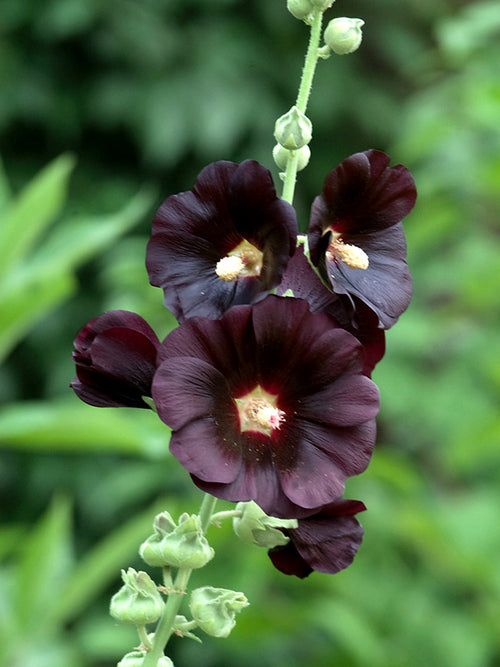 Alcea rosea Nigra (Stockros)