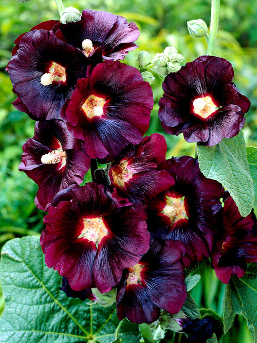 Alcea rosea Nigra (Stockros)