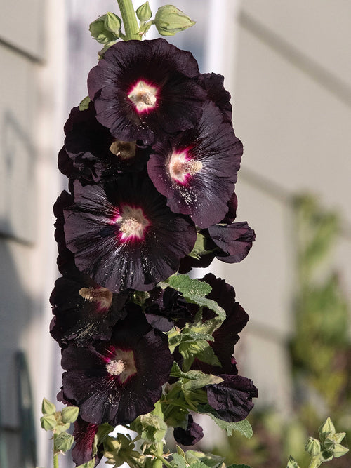 Alcea rosea Nigra (Stockros)