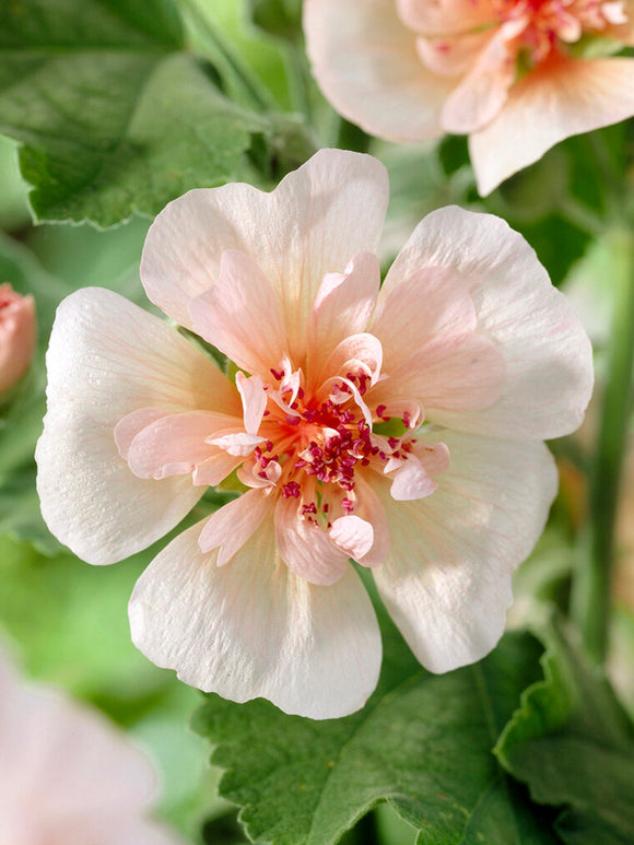 Alcea Parkfrieden (Stockros)