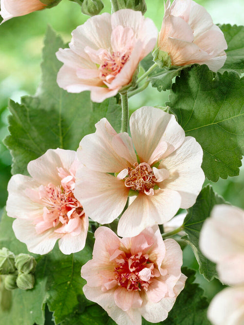 Alcea Parkfrieden (Stockros)