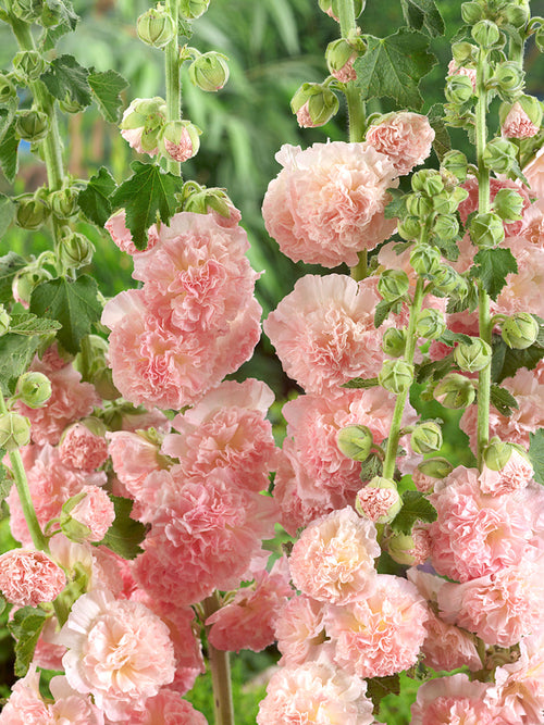 Alcea Peaches and Dreams (Stockros)