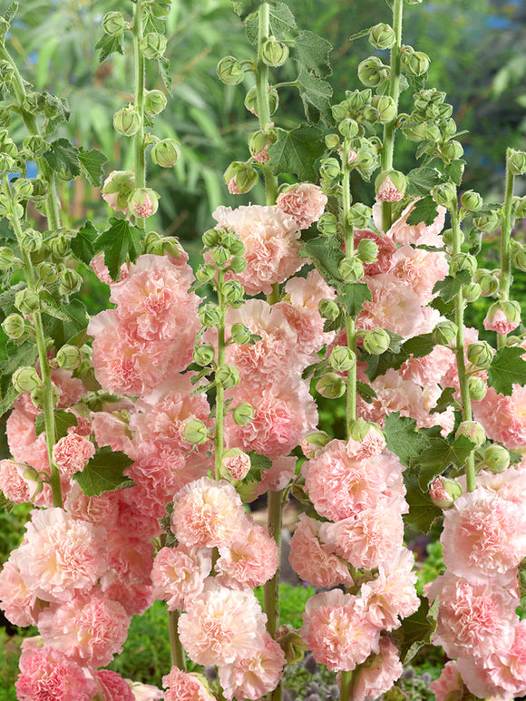 Alcea Peaches and Dreams (Stockros)