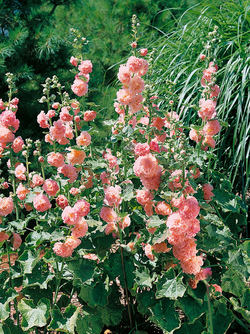 Alcea Peaches and Dreams (Stockros)