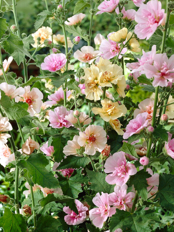 Hollyhock Chater's Single Mix (Stockros)