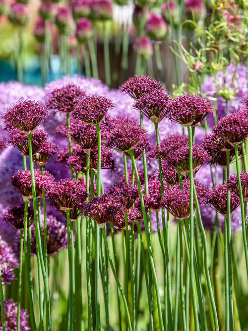 Köp Allium Atropurpureum