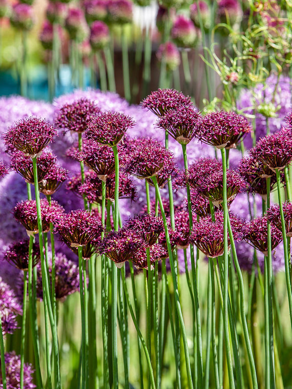 Köp Allium Atropurpureum