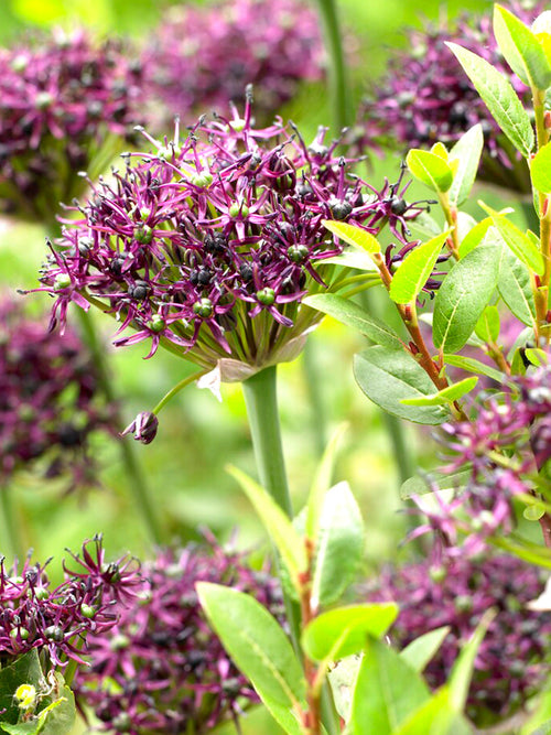 Köp Allium Atropurpureum