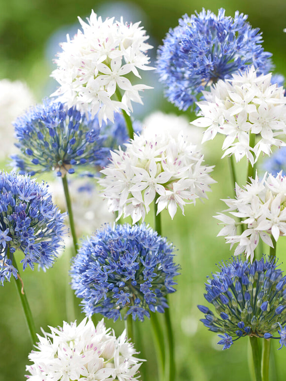 Allium Ice and Sky Collection Blue and white flowers