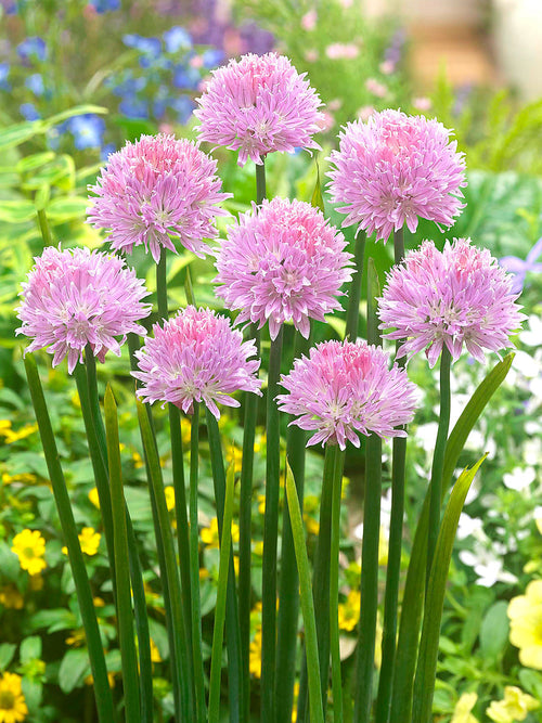 Köp Allium Ledebourianum