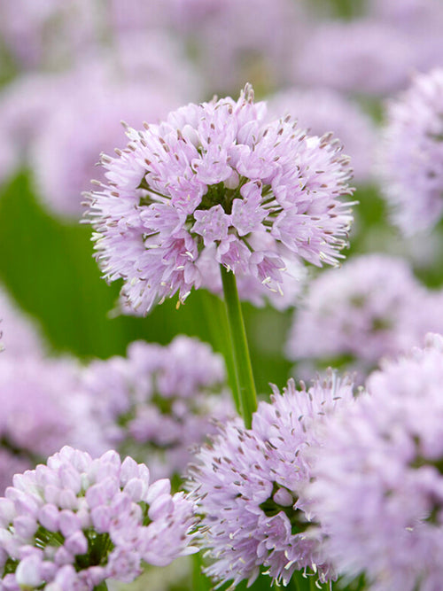 Buy Allium Summer Beauty Bulbs