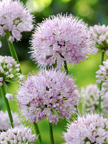 Allium Summer Beauty (prydnadslök)