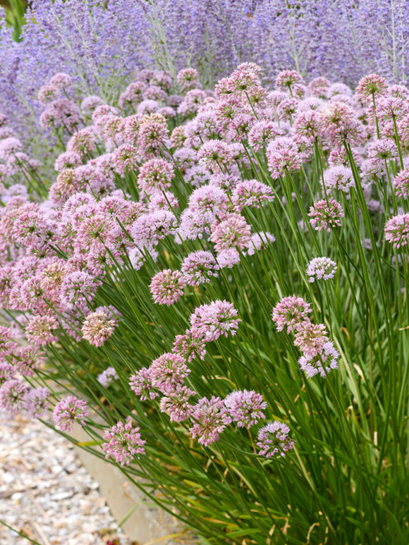 Allium Summer Beauty (prydnadslök)