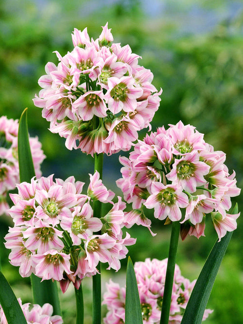 Allium Tripedale (Rosa honungsvitlök) 