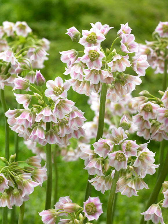 Allium Tripedale (Rosa honungsvitlök) 