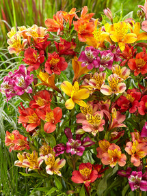 Alstroemeria Majestic Mix (Inkalilja)