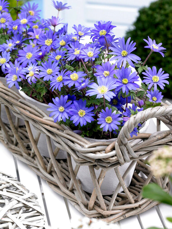 Anemone Blanda Blue Shades (Balkansippa) | DutchGrown™