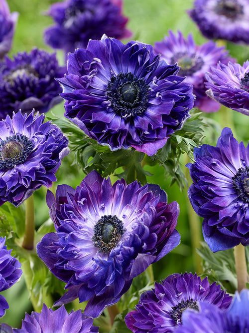 Anemone Bulbs and Corms Fullstar Blue