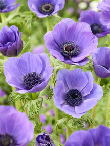 Anemone Galilee Blå