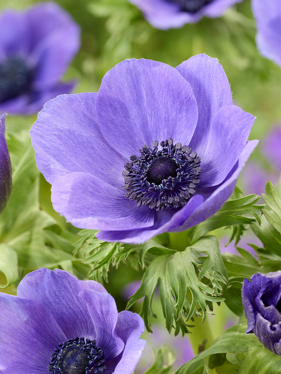 Anemone Galilee Blå