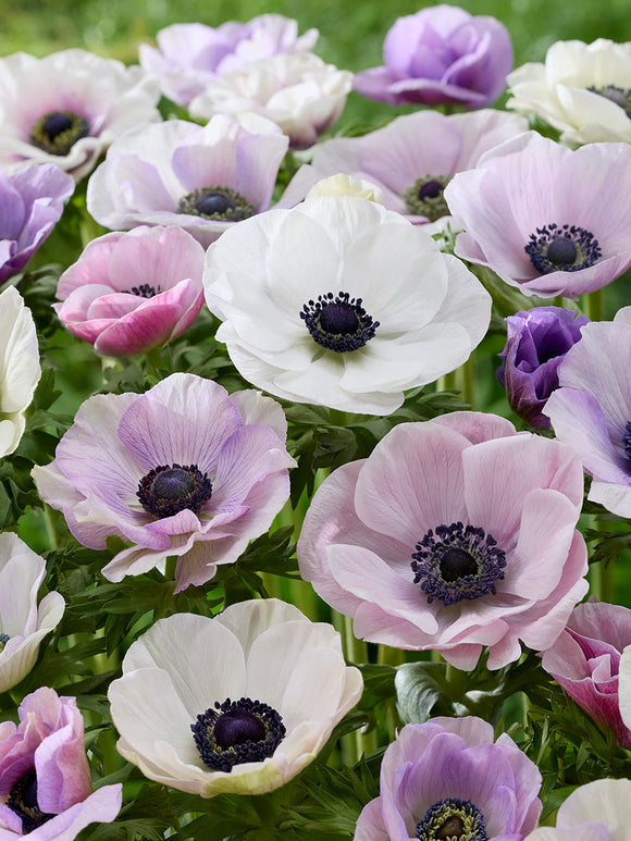 Anemone Galilee Pastel Mix