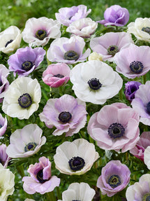 Anemone Galilee Pastel Mix