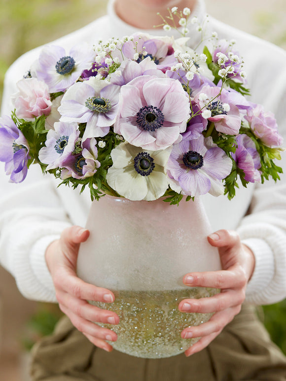 Anemone Galilee Pastel Mix, shipping to UK