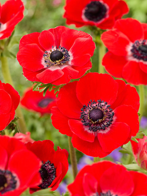 Buy Anemone Galilee Red