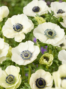 Anemone Galilee Vit