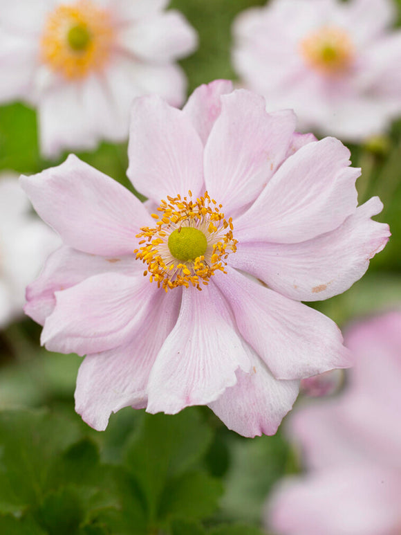 Japananemon (Höstanemon) Queen Charlotte Bare Roots