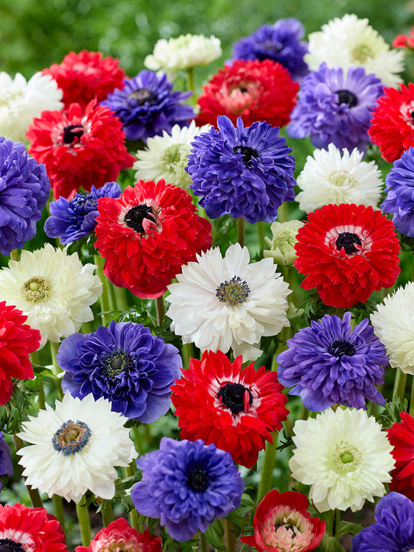 Buy Anemone Stars and Stripes Collection