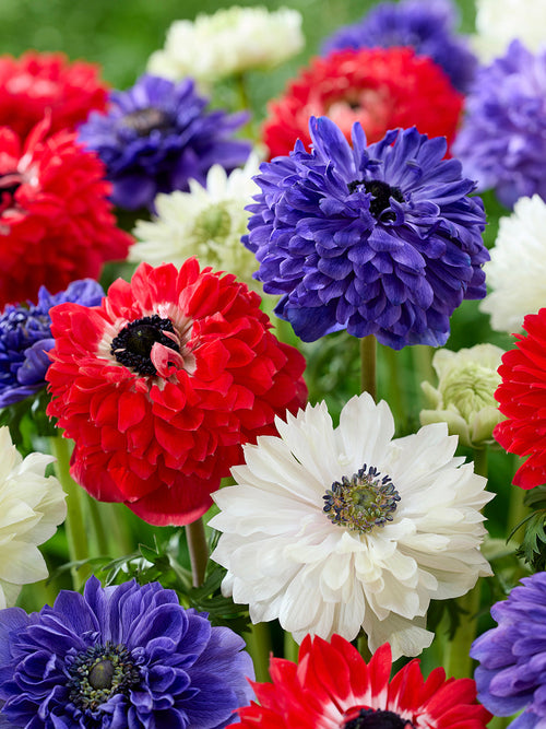 Anemone Stars and Stripes Collection, delivery to UK