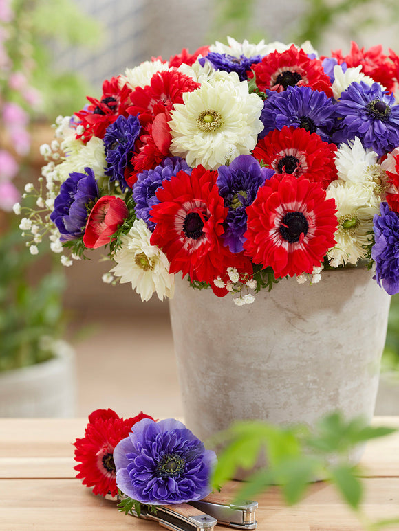 Anemone Stars and Stripes Collection