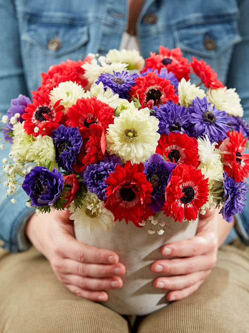 Buy Anemone Stars and Stripes Collection