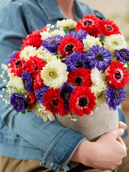 Anemone Stars and Stripes Collection, delivery to UK