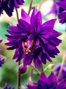 Aquilegia 'Blue Barlow' (Akleja)