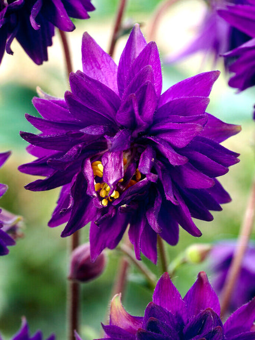 Columbine Blue Barlow (Aquilegia)