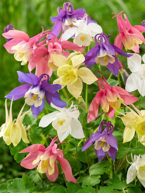 Columbine McKana Hybrids Mix (Aquilegia) - blandade barrötter för vårplantering