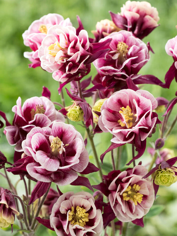 Aquilegia 'Winky Red and White' (Akleja)