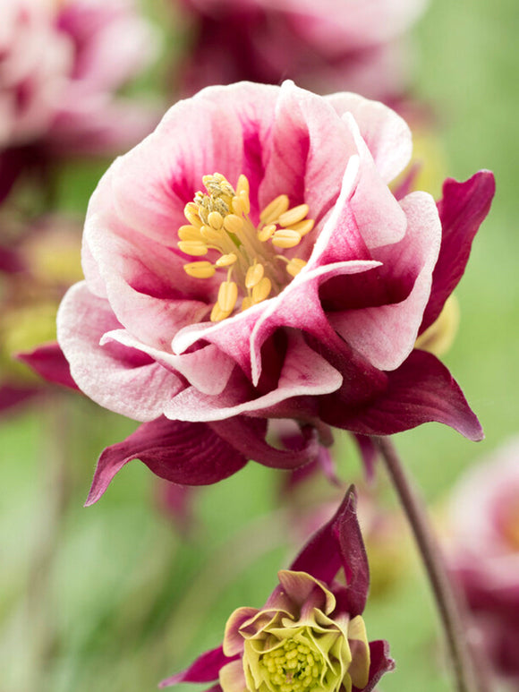 Aquilegia 'Winky Red and White' (Akleja) nakna rötter 