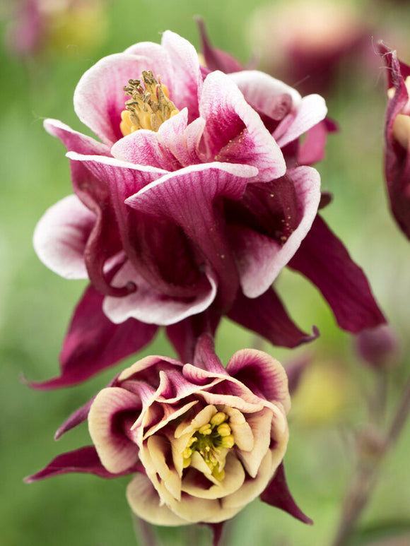 Köp Columbine Winky Red and White (Aquilegia) för vårplantering